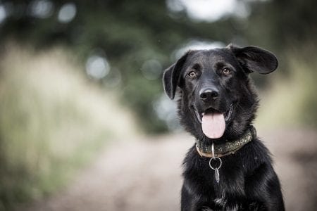 Pets are treated as property in English divorce Courts